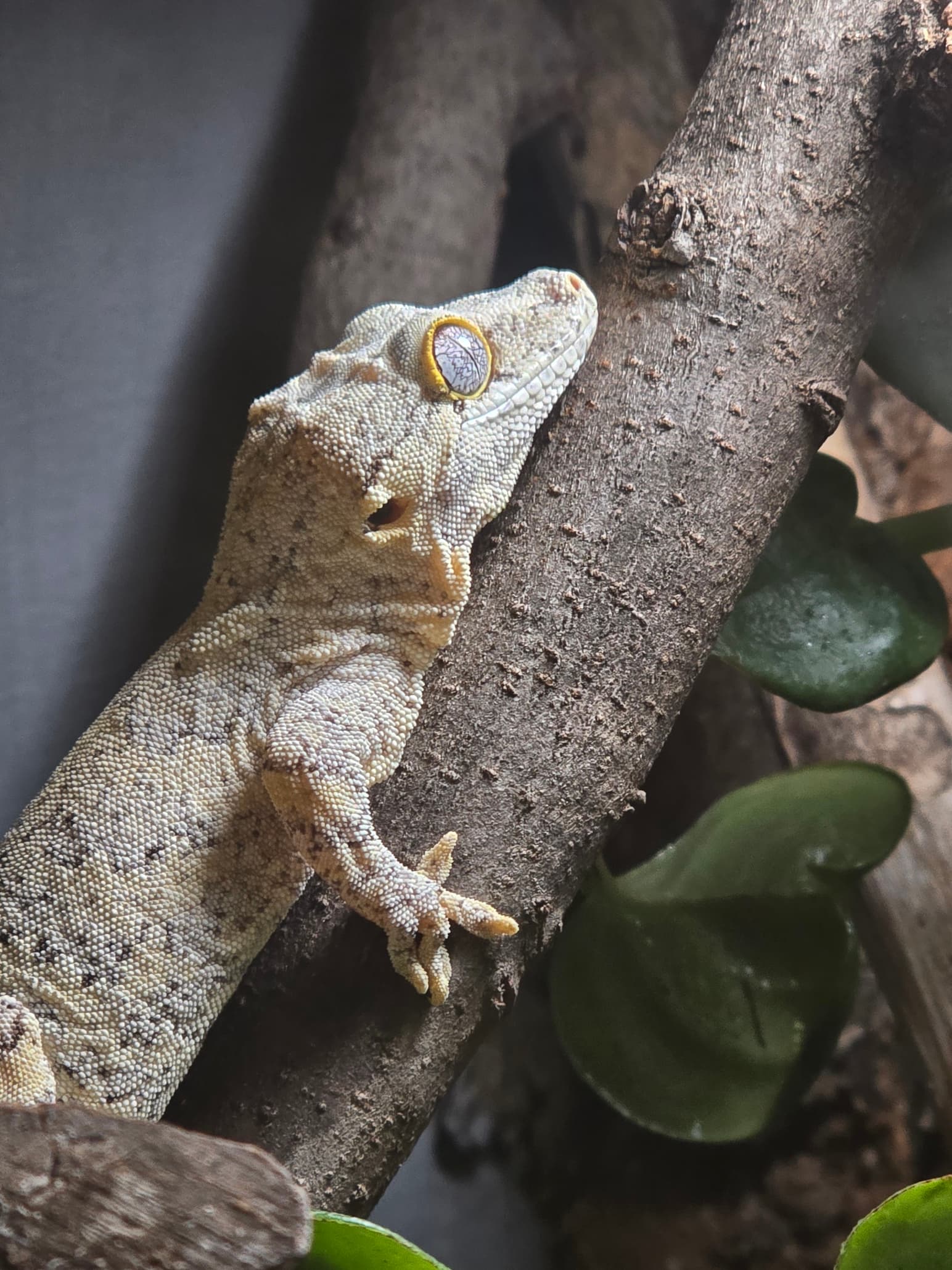 Reptiles and exotic pets